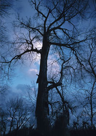 ����ʥ����